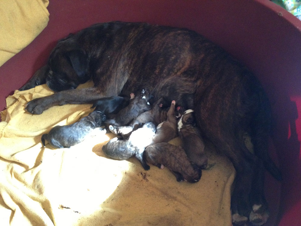 cuccioli_cane_boxer_allevamento_degli_scarronzoni_livorno_toscana_italia