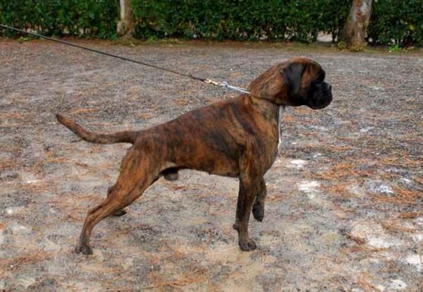 benito_di_casa_vernice_allevamento_boxer_degli_scarronzoni