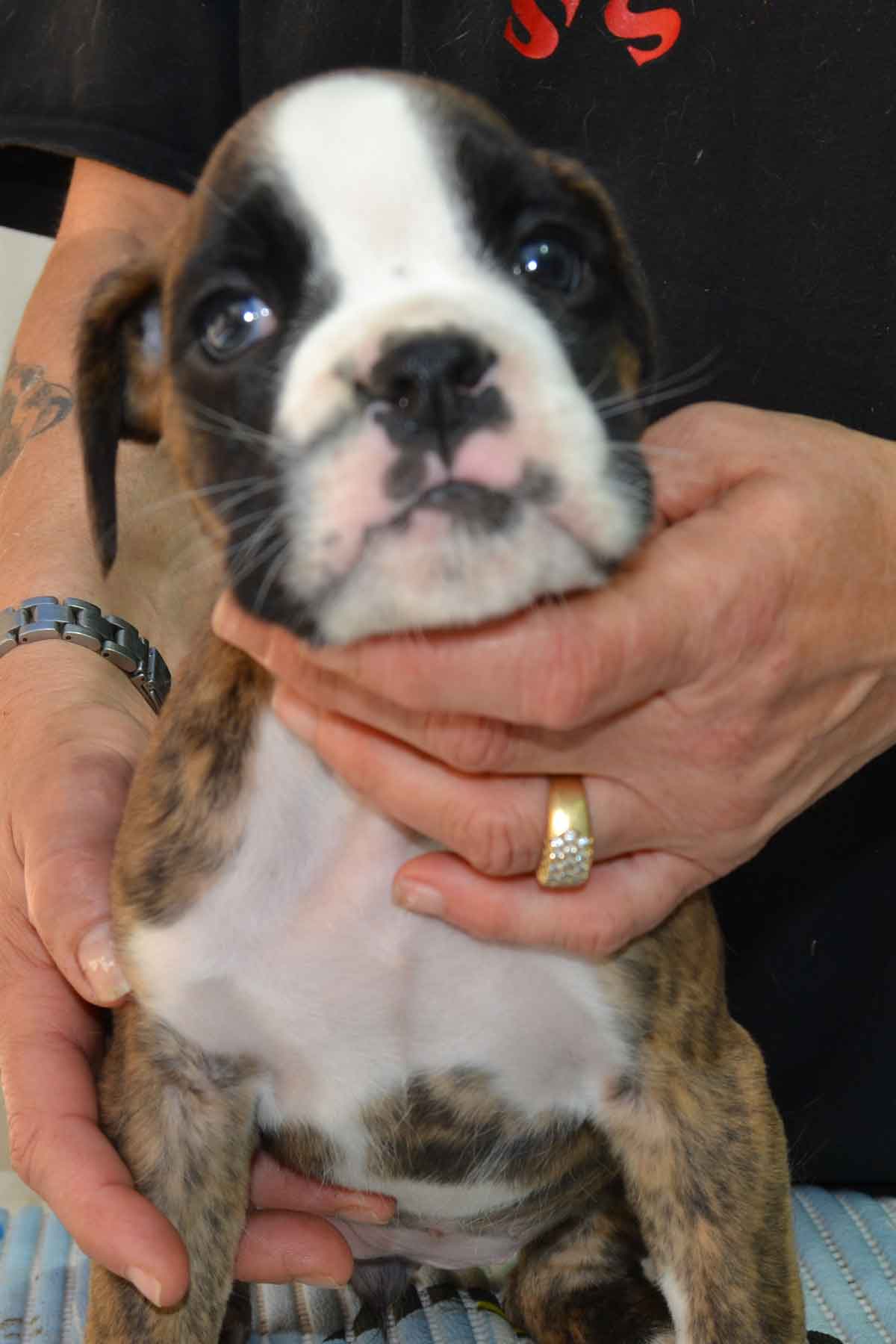 cucciolo_cane_boxer_femmina_tigrata_wonderwoman_degli_scarronzoni_x_benito_di_casa_vernice_20.04.13