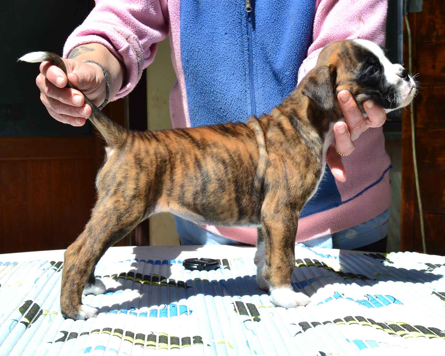 cucciolo_cane_boxer_femmina_tigrata_wonderwoman_degli_scarronzoni_x_benito_di_casa_vernice_20.04.13