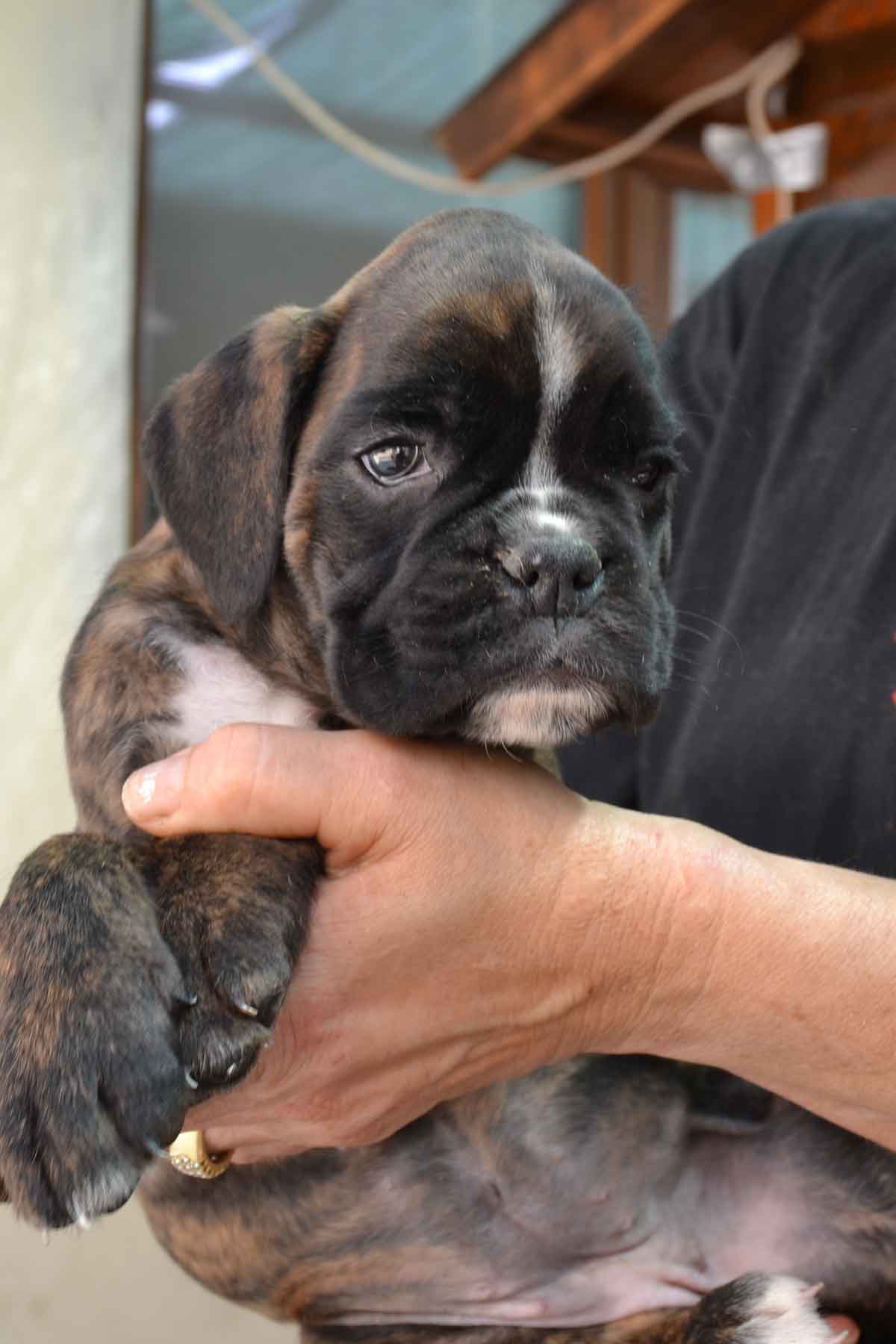 cucciolo_cane_boxer_femmina_tigrata_wonderwoman_degli_scarronzoni_x_benito_di_casa_vernice_20.04.13
