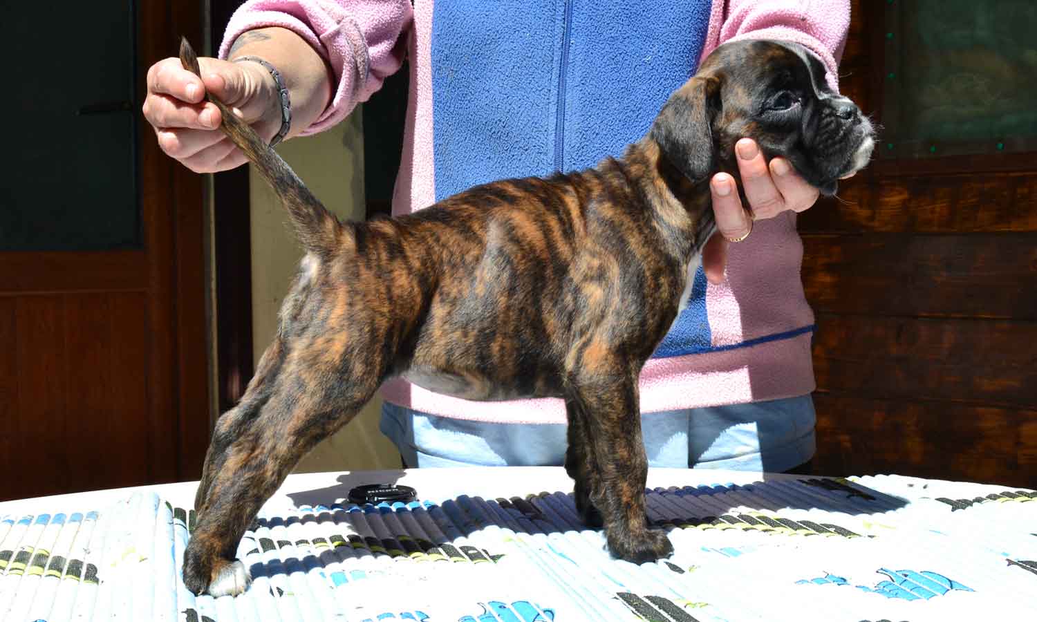 cucciolo_cane_boxer_femmina_tigrata_wonderwoman_degli_scarronzoni_x_benito_di_casa_vernice_20.04.13
