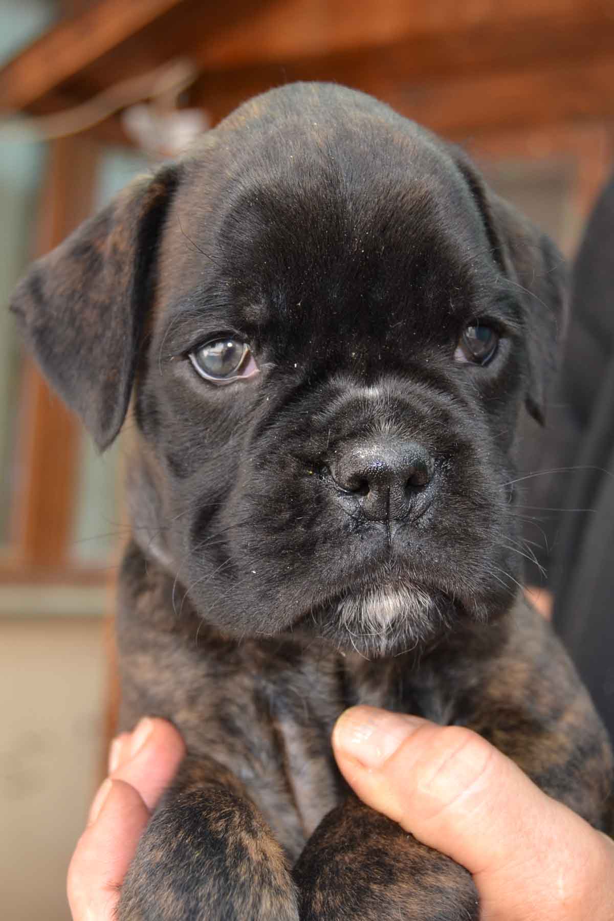 cucciolo_cane_boxer_femmina_tigrata_wonderwoman_degli_scarronzoni_x_benito_di_casa_vernice_20.04.13