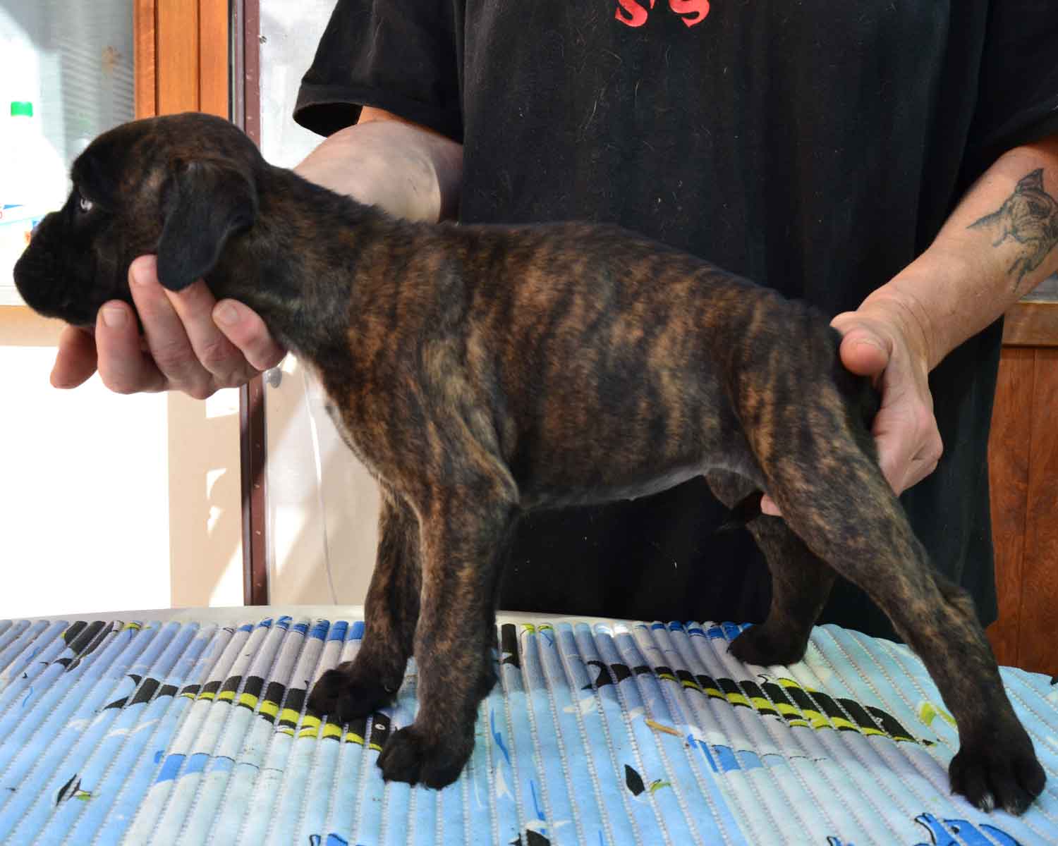 cucciolo_cane_boxer_femmina_tigrata_wonderwoman_degli_scarronzoni_x_benito_di_casa_vernice_20.04.13