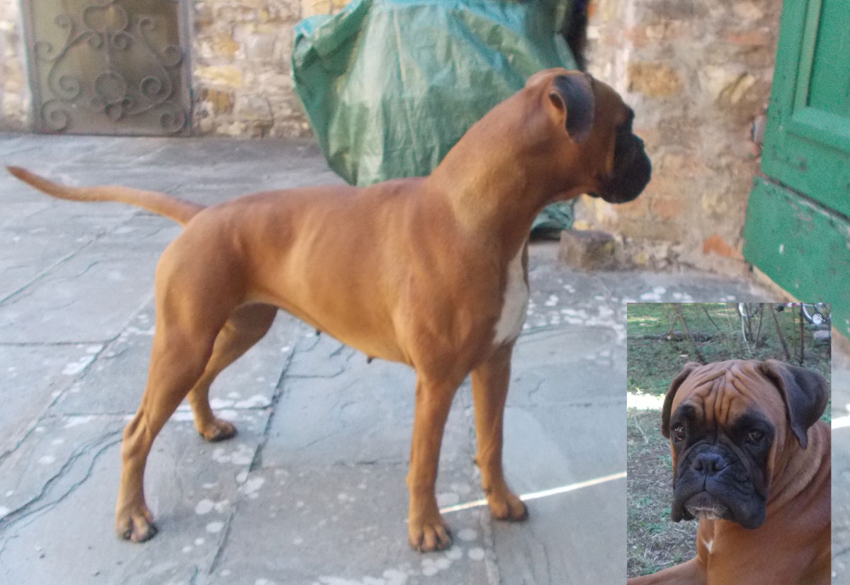 perla_degli_scarronzoni_femmina_fulva_allevamento_boxer_livorno_cuccioli_disponibili