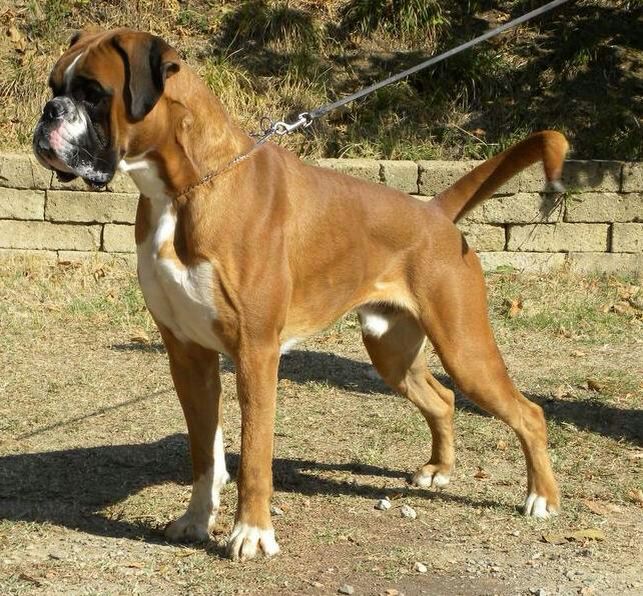 big_bang_allevamento_boxer_degli_scarronzoni_livorno