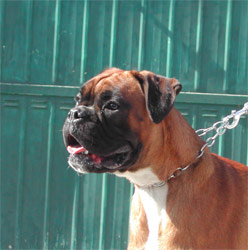 allevamento_cani_boxer_degli_scarronzoni_cuccioli_disponibili_livorno_toscana_italia