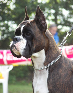 cuccioli_allevamento_cani_boxer_degli_scarronzoni_livorno_toscana_italia