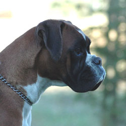 cuccioli_allevamento_cani_boxer_degli_scarronzoni_livorno_toscana_italia