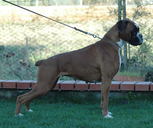 cuccioli_allevamento_cani_boxer_degli_scarronzoni_livorno_toscana_italia