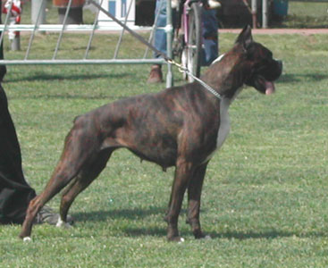 cuccioli_allevamento_cani_boxer_degli_scarronzoni_livorno_toscana_italia