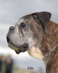 cuccioli_allevamento_cani_boxer_degli_scarronzoni_livorno_toscana_italia