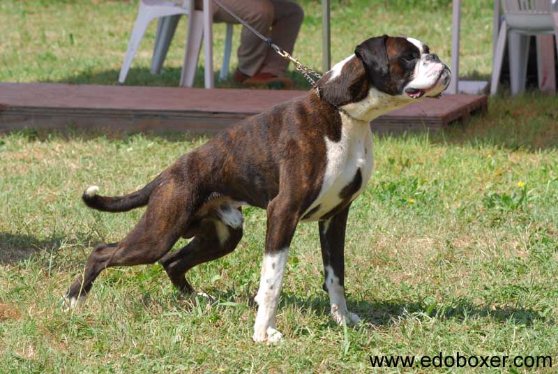 rushdettomodi'_degli_scarronzoni_maschio_boxer_tigrato_figlio_irish_wonderwoman_allevamento_livorno