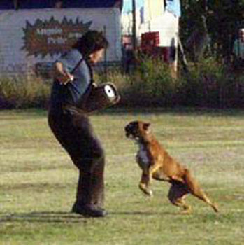 cuccioli_allevamento_cani_boxer_degli_scarronzoni_livorno_toscana_italia