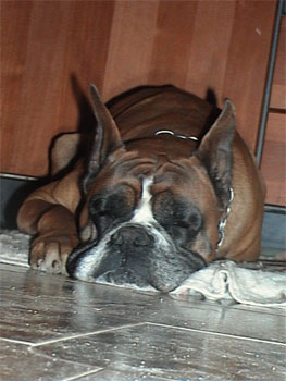 cuccioli_allevamento_cani_boxer_degli_scarronzoni_livorno_toscana_italia