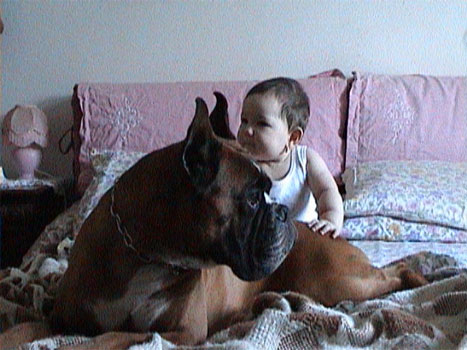 cuccioli_allevamento_cani_boxer_degli_scarronzoni_livorno_toscana_italia