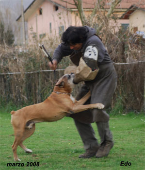 cuccioli_allevamento_cani_boxer_degli_scarronzoni_livorno_toscana_italia