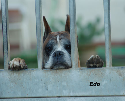 cuccioli_allevamento_cani_boxer_degli_scarronzoni_livorno_toscana_italia