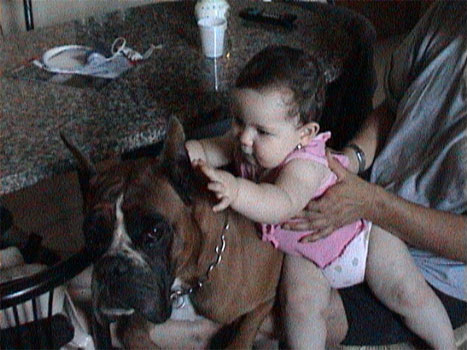 cuccioli_allevamento_cani_boxer_degli_scarronzoni_livorno_toscana_italia