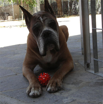 cuccioli_allevamento_cani_boxer_degli_scarronzoni_livorno_toscana_italia