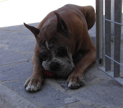cuccioli_allevamento_cani_boxer_degli_scarronzoni_livorno_toscana_italia