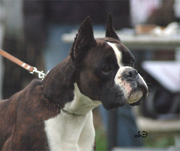 boxer_degli_scarronzoni_allevamento_cani_livorno_toscana_italy