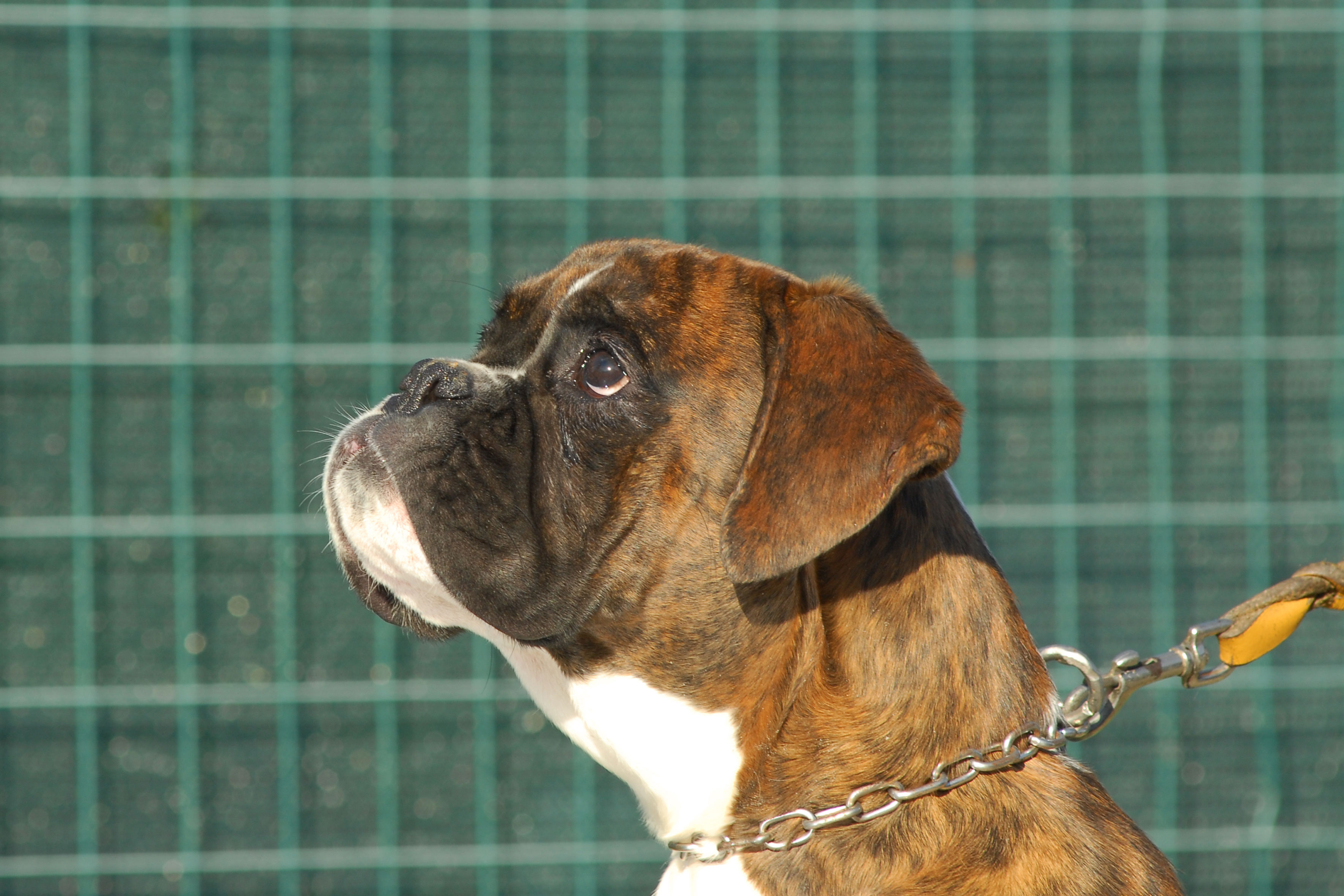 alizee'_degli_scarronzoni_femmina_tigrata_allevamento_cani_boxer_livorno