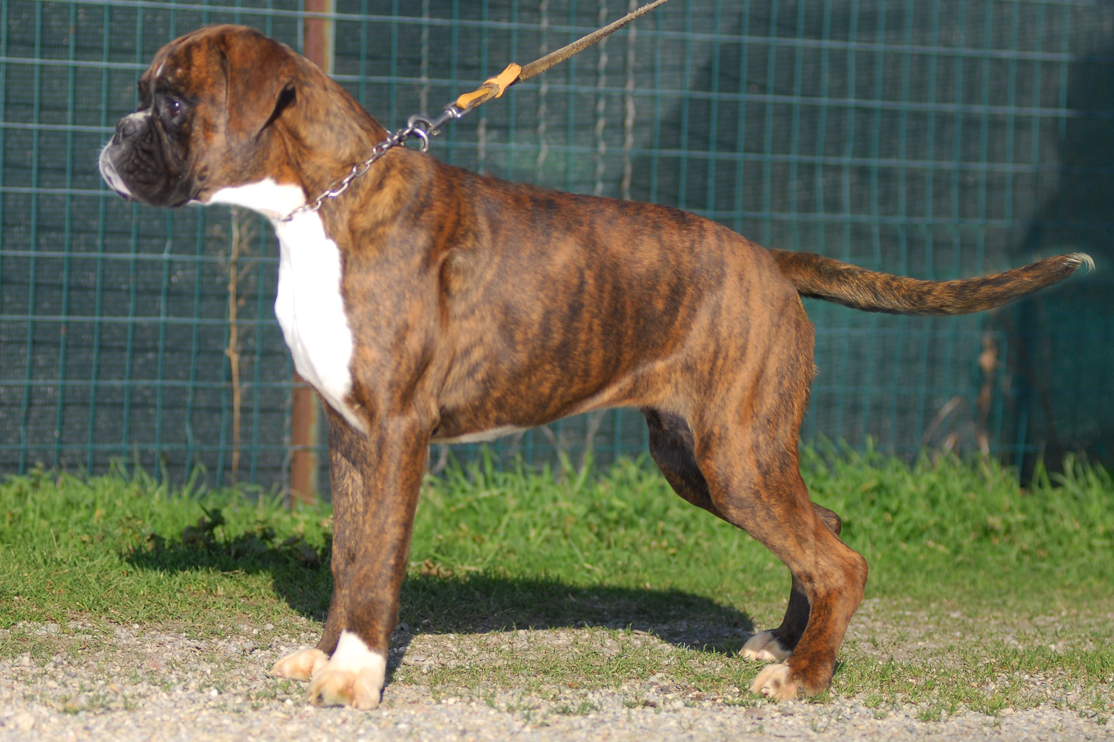 alizee'_degli_scarronzoni_allevamento_cani_boxer_livorno