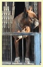 allevamento_cani_boxer_degli_scarronzoni_cuccioli_disponibili_livorno_toscana_italia