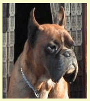 allevamento_cani_boxer_degli_scarronzoni_cuccioli_disponibili_livorno_toscana_italia