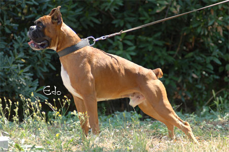 allevamento_cani_boxer_degli_scarronzoni_cuccioli_livorno_toscana_italia