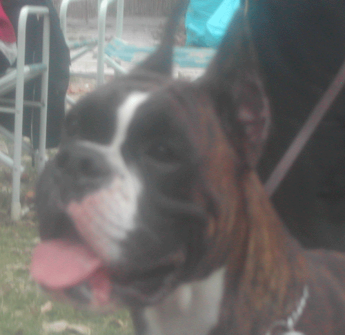 cuccioli_allevamento_cani_boxer_degli_scarronzoni_livorno_toscana_italia