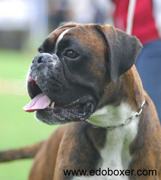 boxer_degli_scarronzoni_allevamento_cani_livorno_toscana_italy
