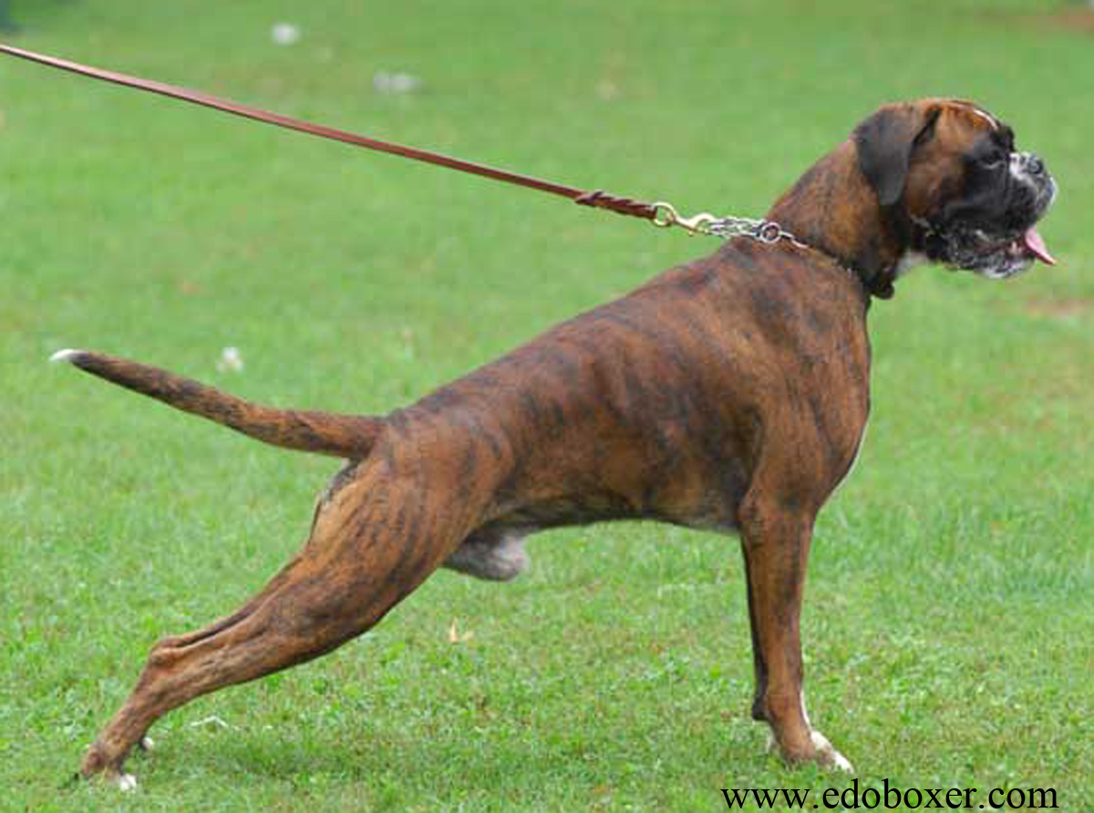 boxer_degli_scarronzoni_allevamento_cani_livorno_toscana_italy