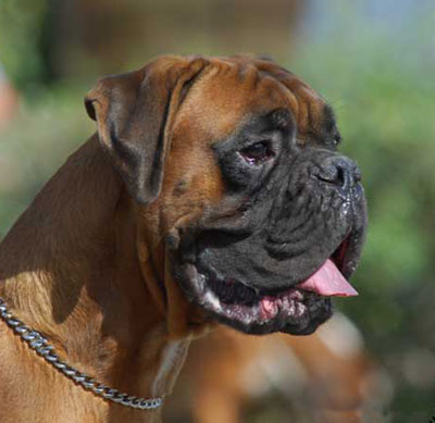 etienne_degli_scarronzoni_allevamento_cani_boxer_livorno_tocana_italy