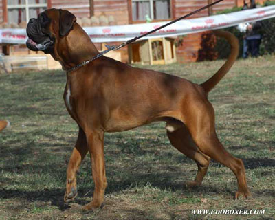 etienne_degli_scarronzoni_allevamento_boxer_livorno_cani_dog