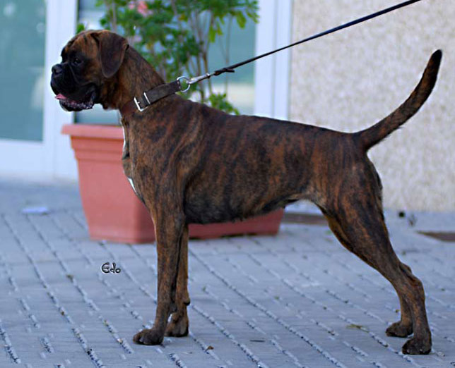 boxer_degli_scarronzoni_allevamento_cani_livorno_toscana_italy
