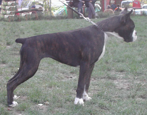allevamento_cani_boxer_degli_scarronzoni_cuccioli_livorno_toscana_italia