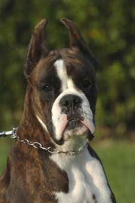 allevamento_cani_boxer_degli_scarronzoni_cuccioli_disponibili_livorno_toscana_italia