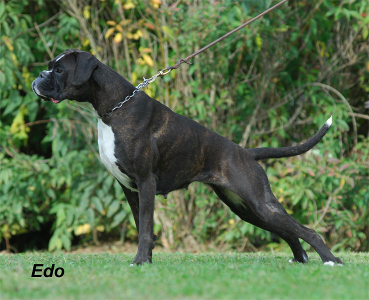 lady_degli_scarronzoni_allevamento_boxer_livorno_cuccioli_boxer_fulvi_tigrati