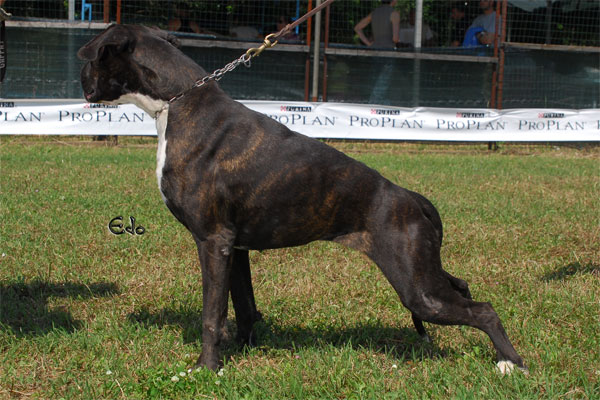 allevamento_cani_boxer_degli_scarronzoni_cuccioli_disponibili_livorno_toscana_italia