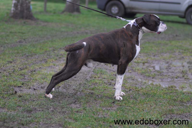 allevamento_cani_boxer_degli_scarronzoni_cuccioli_disponibili_livorno_toscana_italia