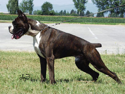 boxer_degli_scarronzoni_allevamento_cani_livorno_toscana_italy