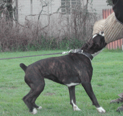 allevamento_cani_boxer_degli_scarronzoni_cuccioli_livorno_toscana_italia