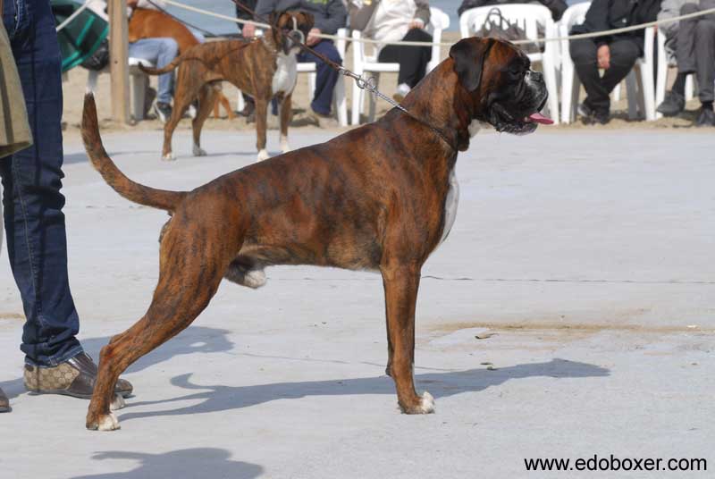 donpoldo_degli_scarronzoni_allevamento_cani_boxer_livorno