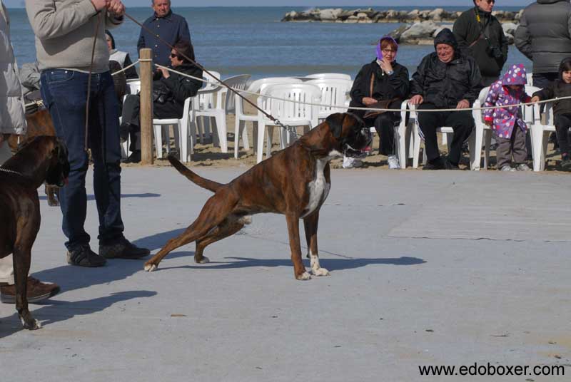 donpoldo_degli_scarronzoni_allevamento_cani_boxer_livorno