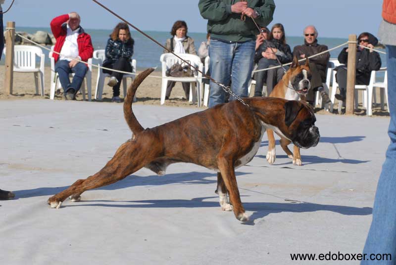 donpoldo_degli_scarronzoni_allevamento_cani_boxer_livorno