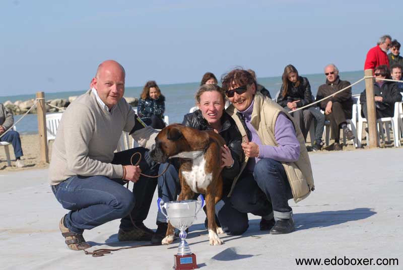 donpoldo_degli_scarronzoni_allevamento_cani_boxer_livorno