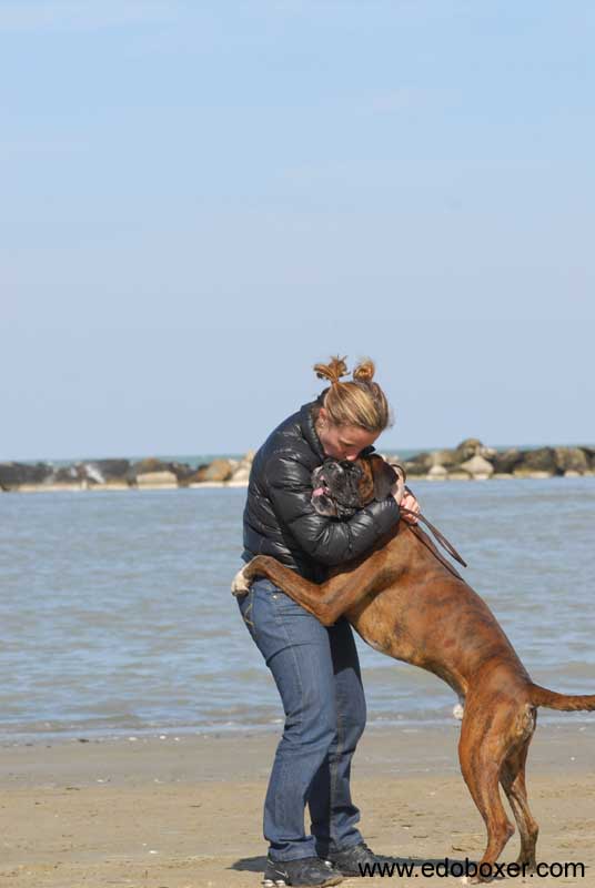 donpoldo_degli_scarronzoni_allevamento_cani_boxer_livorno