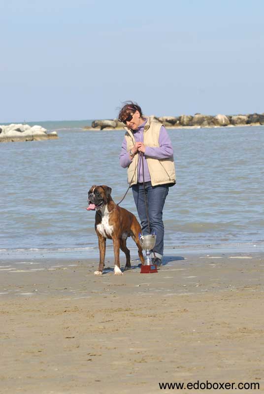 donpoldo_degli_scarronzoni_allevamento_cani_boxer_livorno